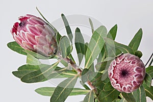 Close up of pink protea flower with white background