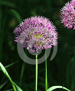 Close up of a Pink Purple Allium flower head with stem