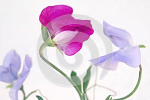 Close-up of pink and purple delicate sweet pea flowers.