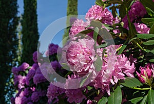 Close-up of pink purple flowers of Rhododendron `Roseum Elegans` hybrid catawbiense blossom in Public landscape city park