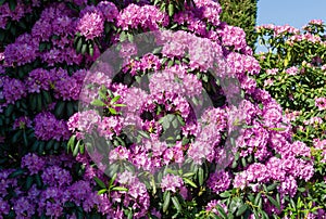 Close-up of pink purple flowers of Rhododendron `Roseum Elegans` hybrid catawbiense blossom in Public landscape city park