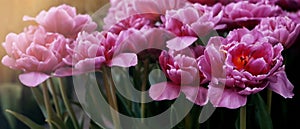 Close-up pink purple tulip flower on blurred tulips flower field nature background for banner and cover page