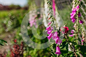 Close up of pink purple white foxglove flowers blooming in summer garden. Digitalis in blossom. Floral background