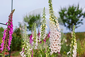 Close up of pink purple white foxglove flowers blooming in summer garden. Digitalis in blossom. Floral background