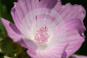 Close-up pink purple white garden tree-mallow`s flower head