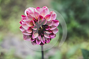 Close-up of pink and red blooming dahlia flower.