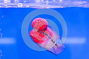 Close up pink red Cichlids fish in blue fish tank