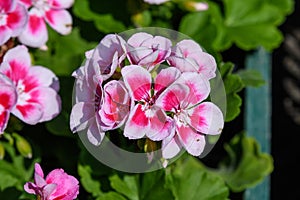 Close up of pink and red Pelargonium flowers commonly known as geraniums, pelargoniums or storksbills and fresh green leaves, mu