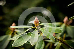 Close up of a pink rhododendron bud with lots of unfolded flowers and large green leaves.Beautiful pink Azalea in the