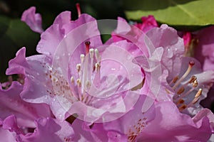 Close-up of a pink rhododendron flower