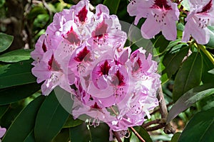 Close-up of pink rhododendron flowers in the Real Jardin Botanico in Madrid