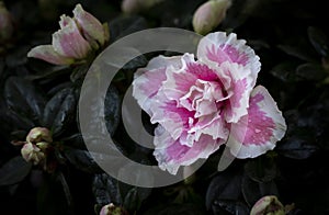 Close-up of pink Rhododendron simsii flowers in the garden on a dark background and vignetted