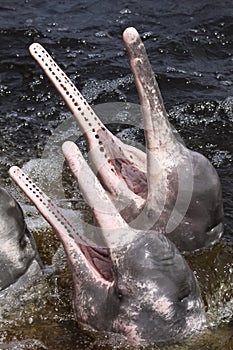 Close-up of Pink river dolphins, mouth open, Rio Negro, Novo Airao, Brazil