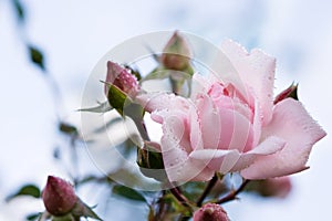 Close-up of pink rose