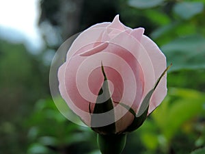 Close-up of pink rose blooming in Blossom Hydel Park, Kerala, India