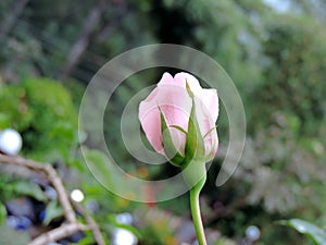 Close-up of pink rose blooming in Blossom Hydel Park, Kerala, India