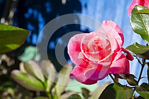 Close up of a pink rose on a blue background. Summer bright style