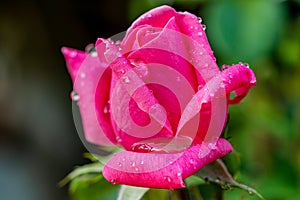 Close up of a pink rose covered in morning dew