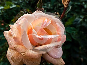 Close up of pink rose with dew drops on petals early in the morning. Beautiful macro rose flower with morning dew