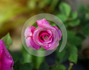 Close up pink rose and drop water on petals with blurred green garden background