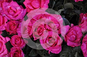 Close up on pink rose flower