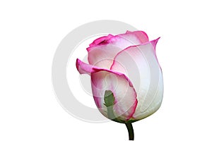 Pink rose flower isolate on white background