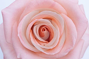 Close up pink rose flower soft focus and copy space