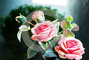 close up pink rose flower valentime romantic idea background