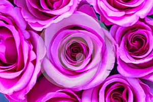 Close up of pink rose flowers wall background .Roses flower wallpaper backdrop.