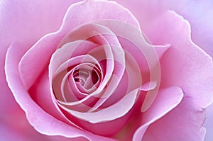 Close up of pink rose petals.