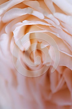 Close up of pink rose petals, abstract floral background, shallow depth of field.