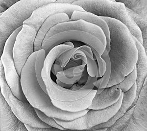 Close up of pink rose petals. Black and White