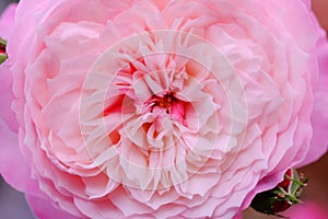 Close up of pink rose with petals softened on blur nature background. Royalty high-quality free stock image of flowers.