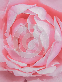 Close-up Pink rose petals texture . Abstract background photo