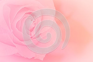 Close up of pink rose on pink background. soft filter