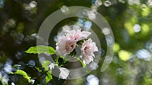 Close-up Pink Rose of Sharon Flowers