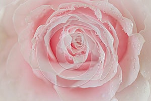 Close up of pink rose on soft background