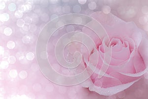 Close up of pink rose on soft bokehe background.