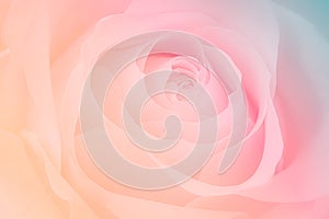 Close up of pink rose on sweet background. soft filter