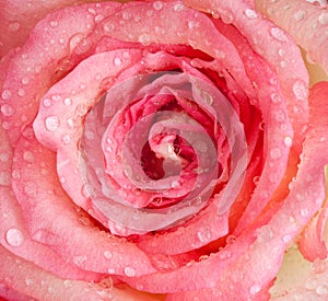 Close up of pink rose with waterdrops