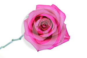 Close-up of pink rose on white background