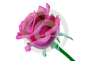 Close-up of pink rose on white background