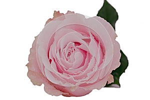 Close up of pink rose on white  background. isolate background