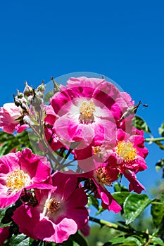 Close-up of pink roses, over blue spring sky, in the botanical garden of Madrid,