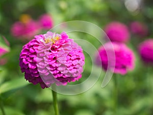 Close up of pink round flower