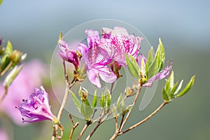 Close up of the pink royal azalea flower or cheoljjuk bloom around the hillside in Hwangmaesan Country Park