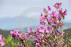 Close up of the pink royal azalea flower or cheoljjuk bloom around the hillside in Hwangmaesan Country Park