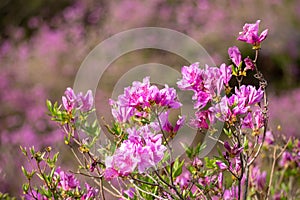pink royal azalea flower or cheoljjuk bloom around the hillside in Hwangmaesan Country Park photo