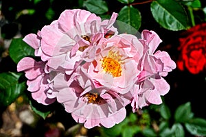 Close-up of a pink Rugosa Rose