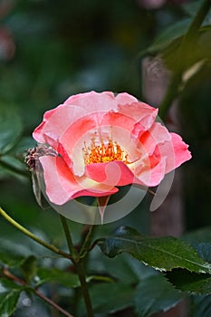 Close-up of a pink Rugosa Rose